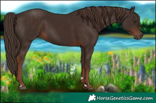 Horse Color:Liver Chestnut 