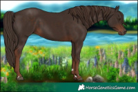 Horse Color:Liver Chestnut 
