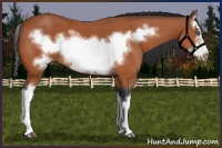 Horse Color:Bay Splash Frame 