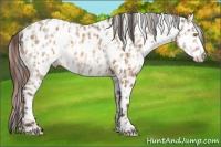 Horse Color:Amber Champagne Near Leopard and Amber Champagne Dun Near Leopard