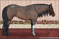 Horse Color:Bay Roan 