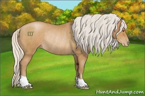 Horse Color:Silver Blue Roan Pearl Rabicano