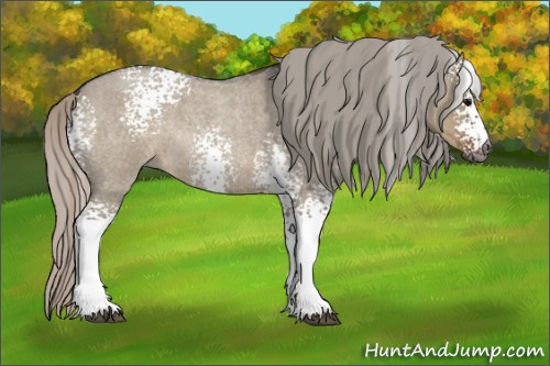 Horse Color:Gray White Spotted Silver Grullo Roan Rabicano 