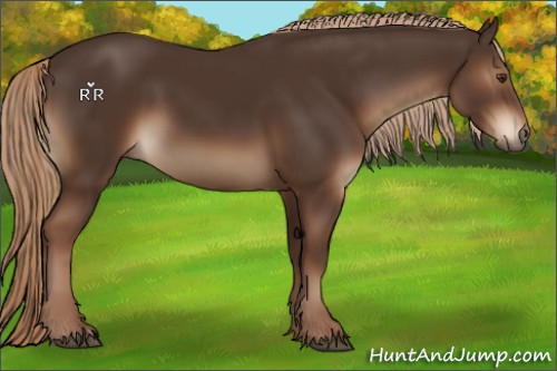 Horse Color:Liver Chestnut 