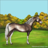 Horse Color:Liver Red Onyx