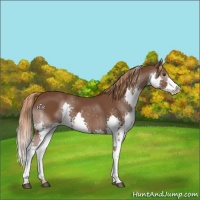 Horse Color:Liver Chestnut Splash 
