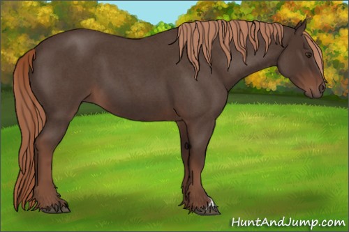 Horse Color:Liver Red Roan 