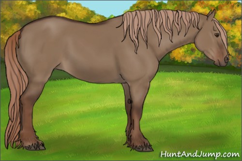 Horse Color:Liver Red Dun 
