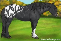 Horse Color:Black Appaloosa 