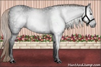 Horse Color:Gray Liver Chestnut 