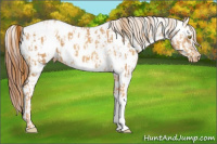 Horse Color:Gold Champagne Appaloosa  and Gray Gold Champagne Appaloosa 
