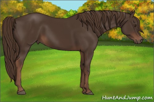 Horse Color:Liver Chestnut 