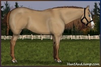 Horse Color:Red Dun Splash 