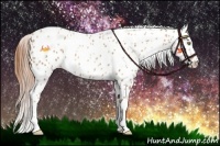 Horse Color:Gold Champagne Appaloosa  and Gold Champagne Appaloosa 