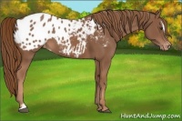 Horse Color:Chestnut Sabino Appaloosa 