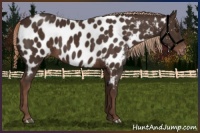 Horse Color:Liver Chestnut Near Leopard 
