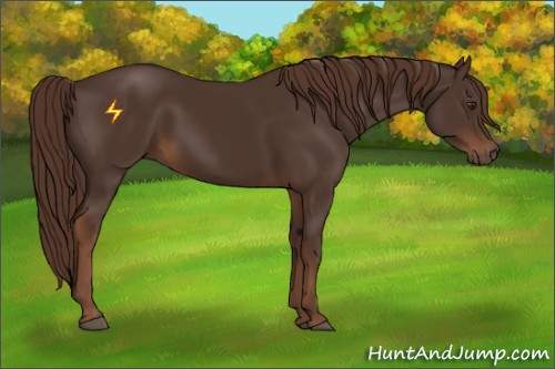 Horse Color:Liver Chestnut 