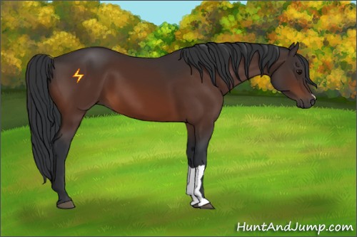 Horse Color:Bay 