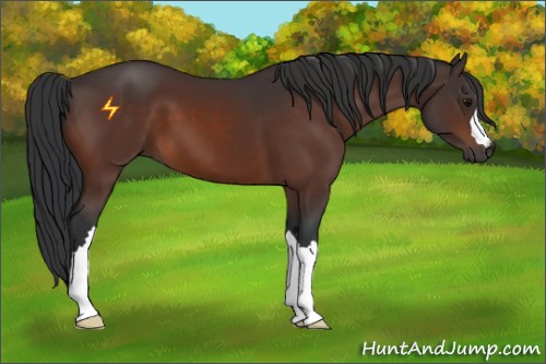 Horse Color:Brown 