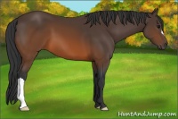 Horse Color:Brown 