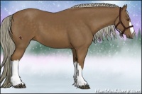 Horse Color:Chocolate Palomino 
