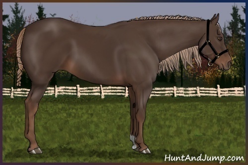 Horse Color:Liver Chestnut 