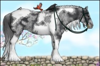 Horse Color:White Spotted Black Splash Tobiano Frame Varnish 