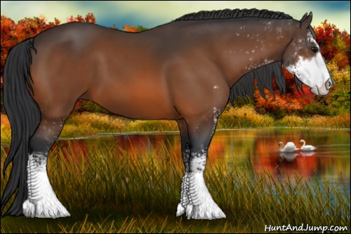 Horse Color:Bay Sabino 