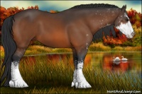 Horse Color:Bay Sabino 
