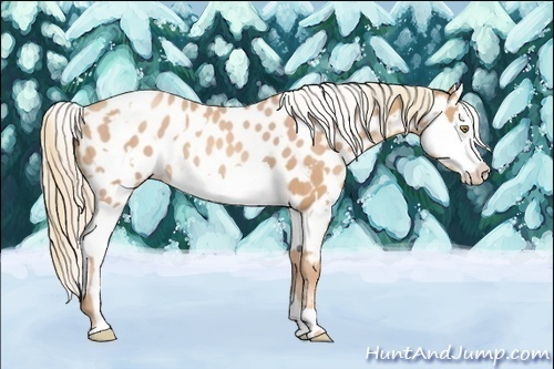 Horse Color:Gold Champagne Appaloosa and Gold Champagne Splash Appaloosa