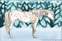 Horse Color:Gold Champagne Appaloosa  and Gold Champagne Splash Appaloosa 