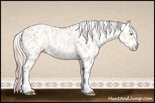 Horse Color:Amber Champagne Dun Appaloosa  and Silver Amber Champagne Dun Appaloosa 