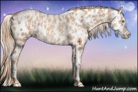 Horse Color:Gold Champagne Roan Near Leopard  and Gold Champagne Splash Near Leopard 