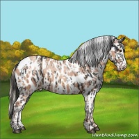 Horse Color:White Spotted Liver Chestnut Appaloosa and Gold Champagne Appaloosa