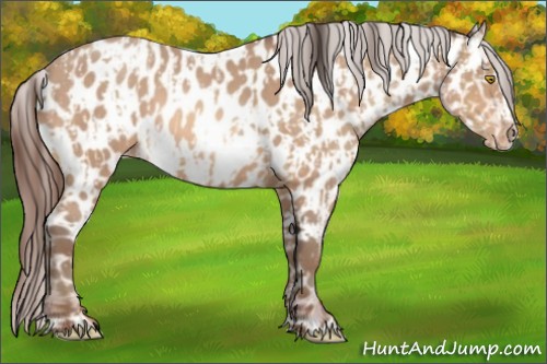 Horse Color:Amber Champagne Appaloosa  and Amber Champagne Frame Appaloosa 