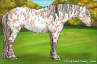 Horse Color:Amber Champagne Near Leopard and Amber Champagne Frame Near Leopard
