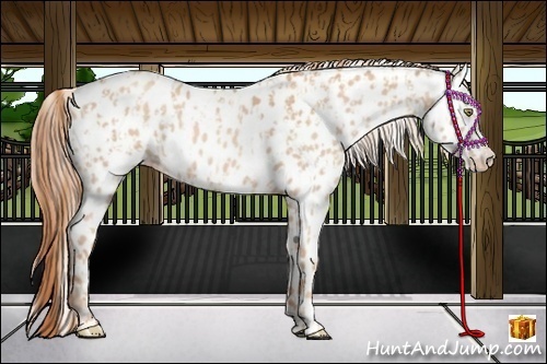 Horse Color:Gold Champagne Appaloosa  and Gold Champagne Appaloosa 