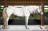 Horse Color:Gold Champagne Near Leopard  and Gold Champagne Near Leopard 