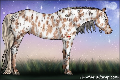 Horse Color:Brown Roan Near Leopard  and Gold Champagne Near Leopard 