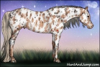 Horse Color:Brown Roan Near Leopard  and Gold Champagne Near Leopard 