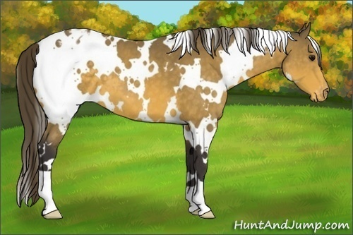 Horse Color:White Spotted Buckskin Appaloosa