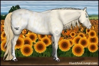 Horse Color:Perlino Dun Appaloosa 