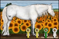 Horse Color:White Spotted Perlino Dun Appaloosa 