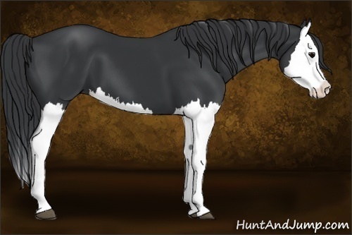 Horse Color:Black Splash 