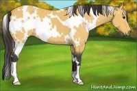 Horse Color:White Spotted Buckskin