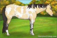 Horse Color:White Spotted Buckskin Dun 