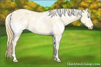 Horse Color:White Spotted Perlino Dun 
