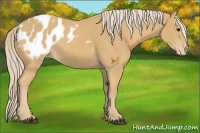 Horse Color:Palomino Appaloosa 