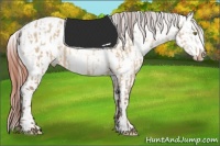 Horse Color:Amber Champagne Dun Appaloosa  and Amber Champagne Dun Appaloosa 