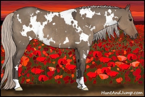 Horse Color:White Spotted Silver Grullo 